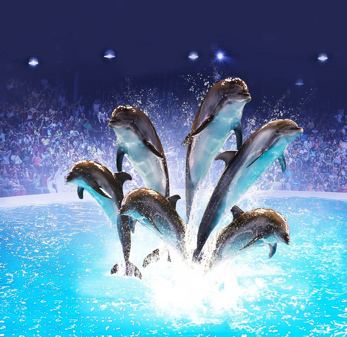 dubai dolphinarium