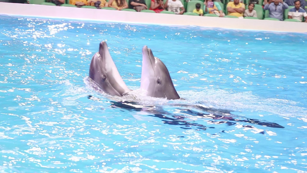 dubai dolphinarium (2)