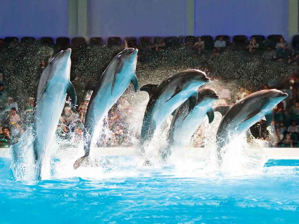 dubai dolphinarium (3)