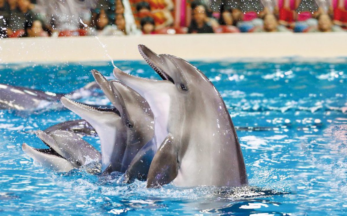 dubai dolphinarium parking