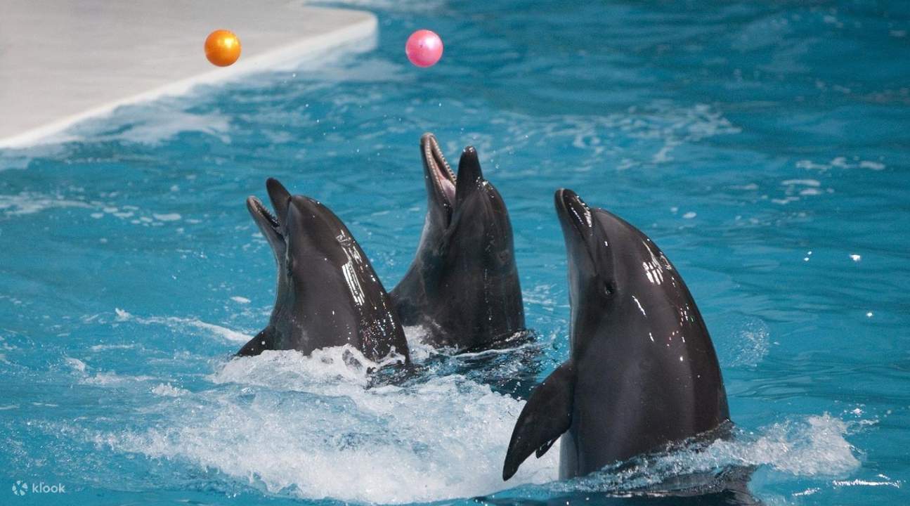 dubai dolphinarium photos