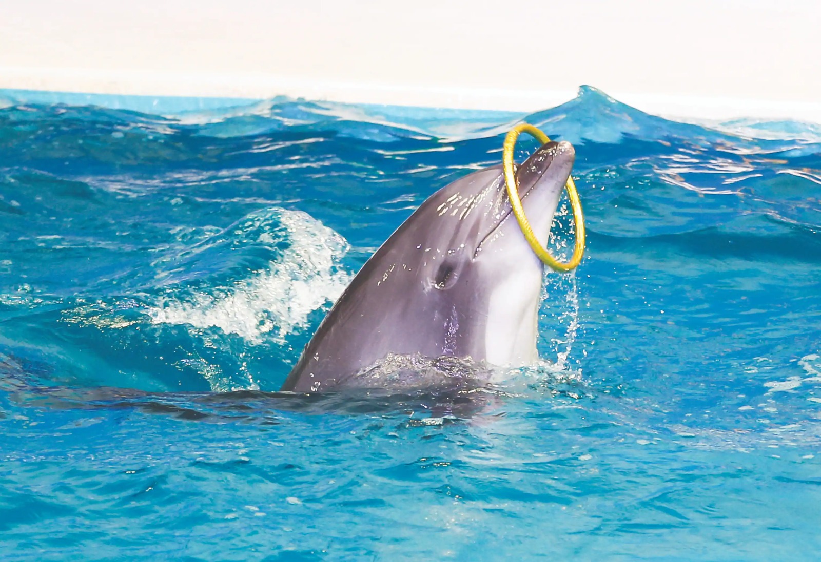 dubai dolphinarium tickets price offers